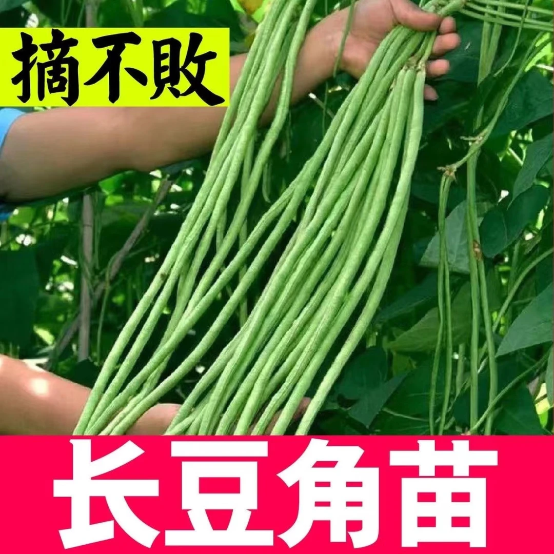 长豆角苗子带土壮苗四季豆蔬菜苗高产庭院种植爬藤