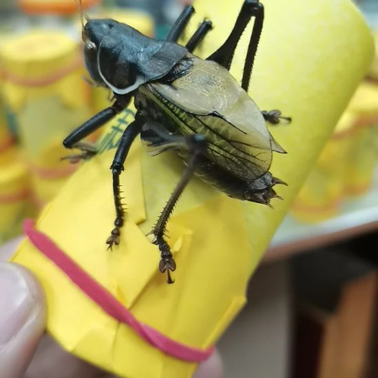 刹***恒郝建伟大包蝈蝈精品