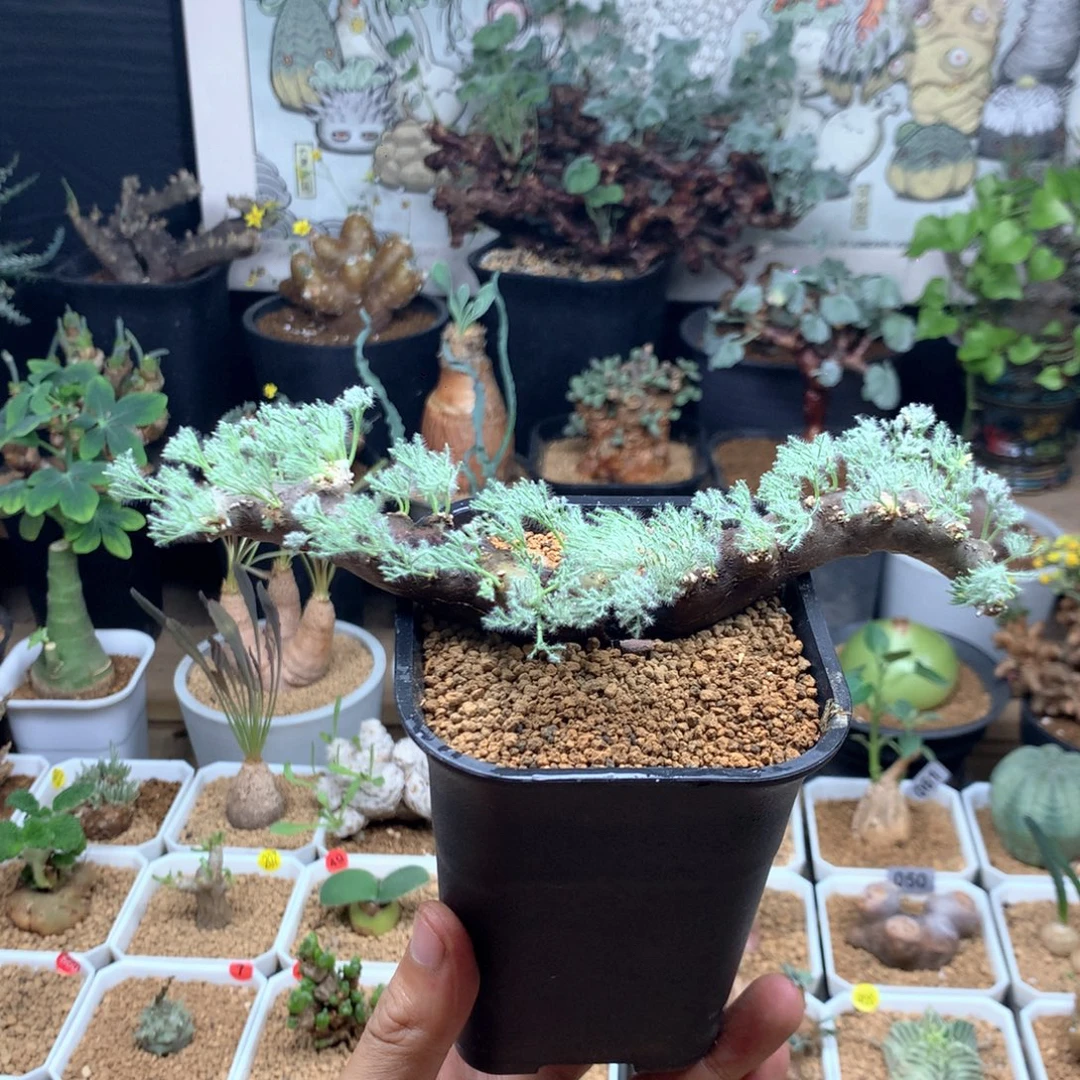 黑皮月界产地母本带盆
