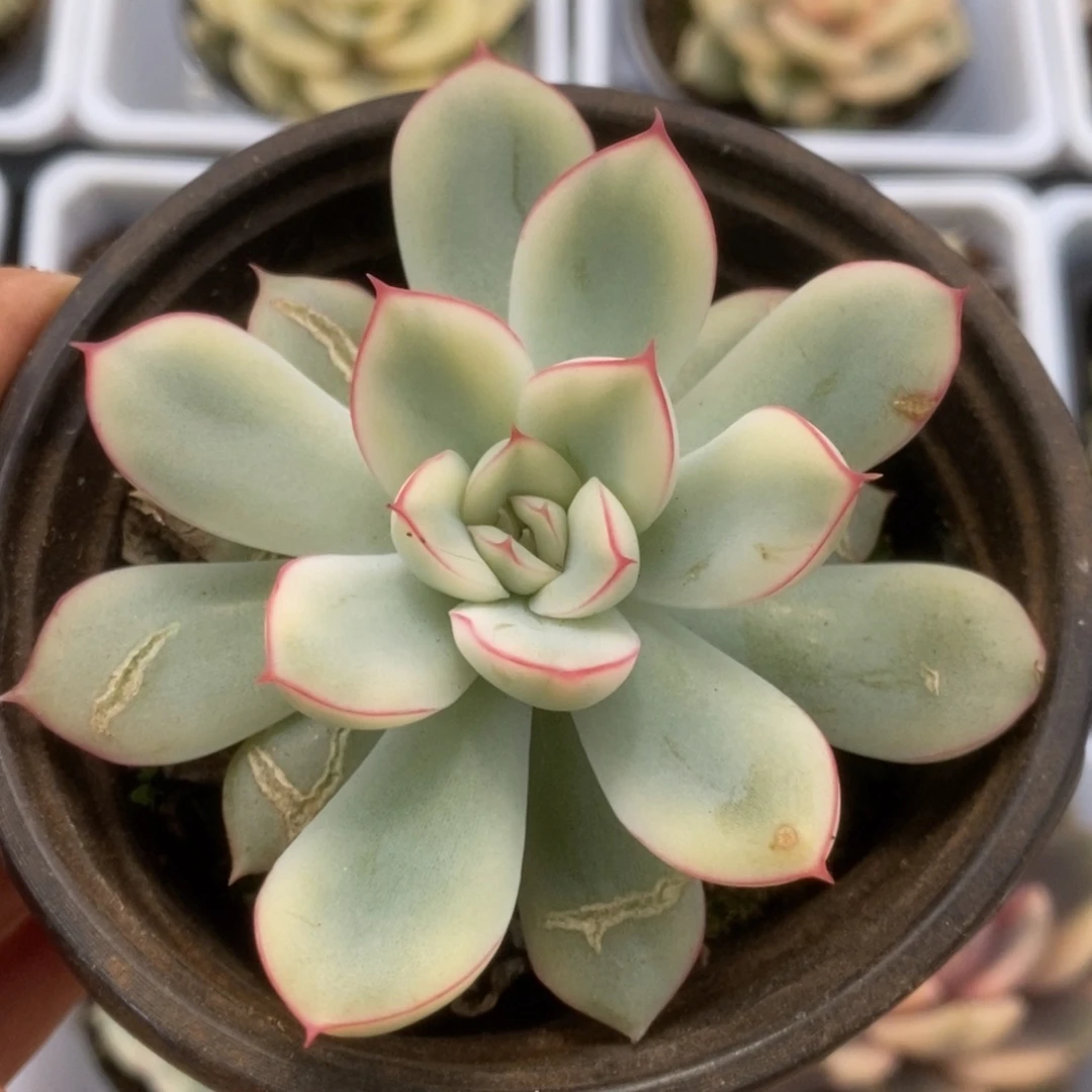 069荷花锦锦锦锦锦锦锦