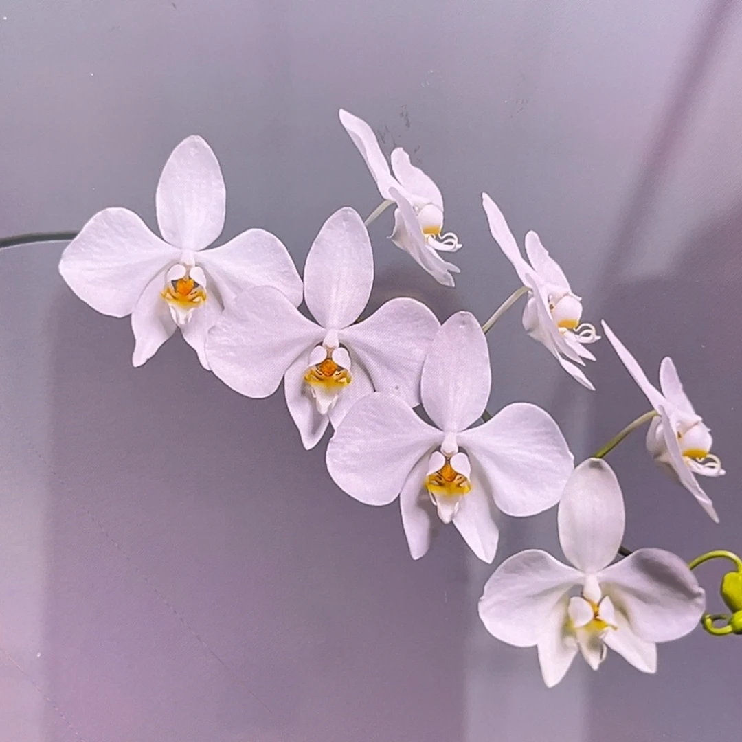 无花朵2.5寸新几内亚香阿妈苗
