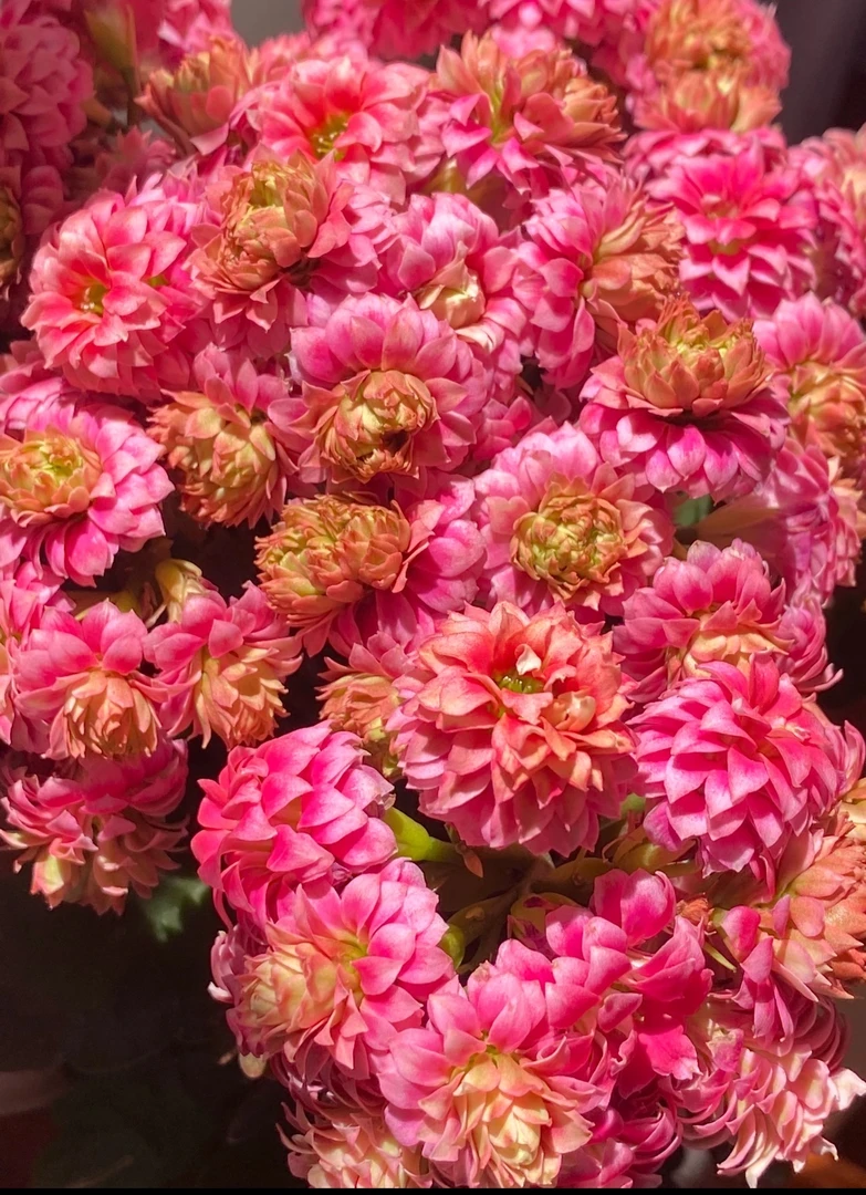 【芙蓉花神】~稀有品种大花苞