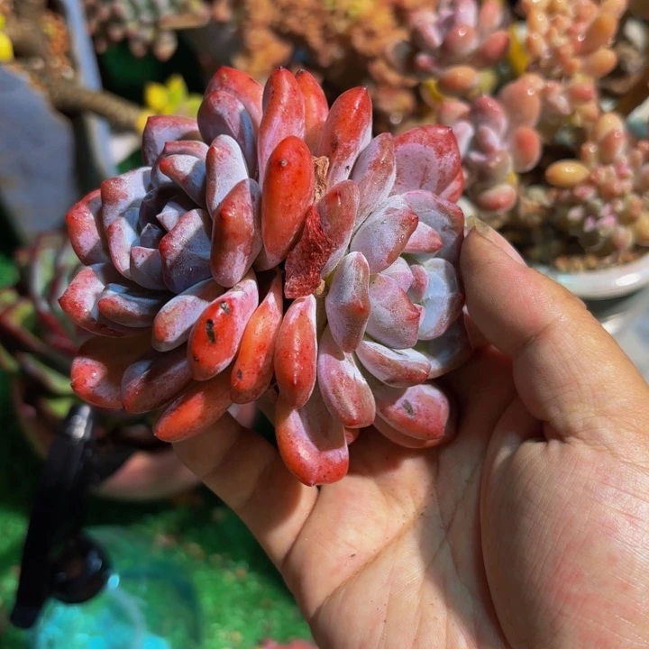 沿***~石榴籽老桩一颗脱土发