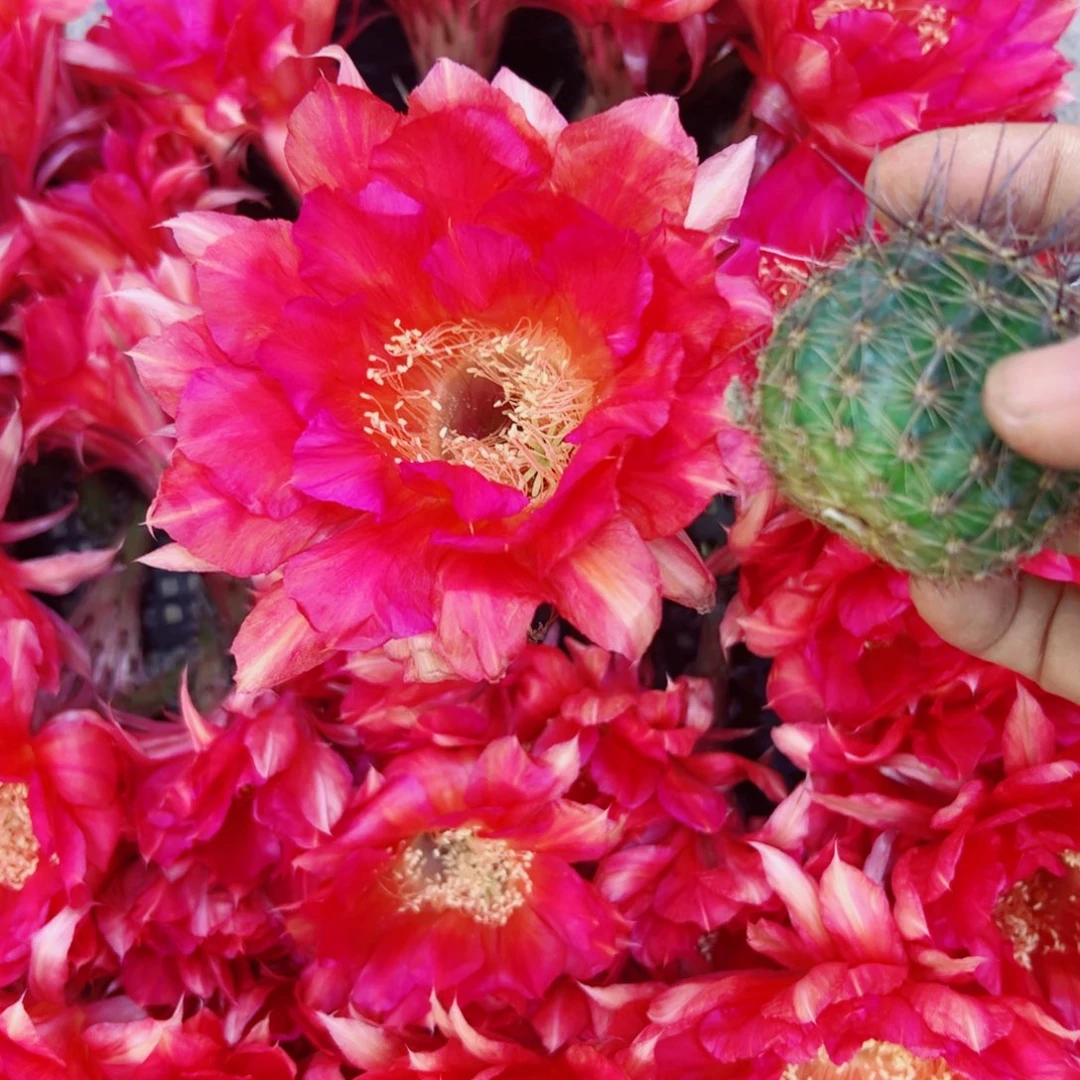 下60彩草香奈儿歪无根侧牙4公分左右20包邮