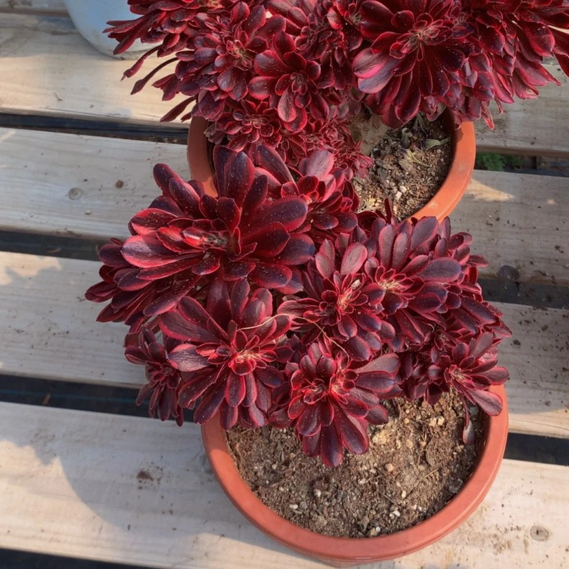 【闪购商品】木*李法师法师996