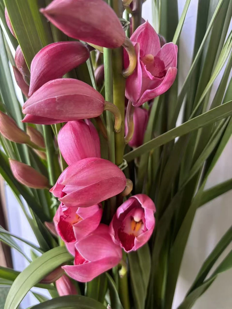 老黑家的蕙兰 【红粉佳人】大花惠兰 年宵花 春节盆栽室内好养