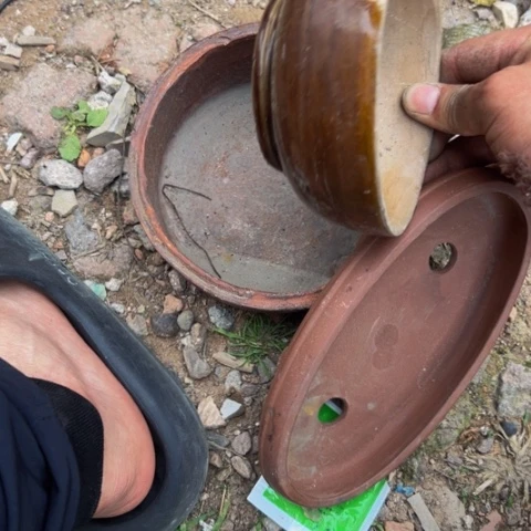 杂色豆（科檀/科特迪瓦檀木）