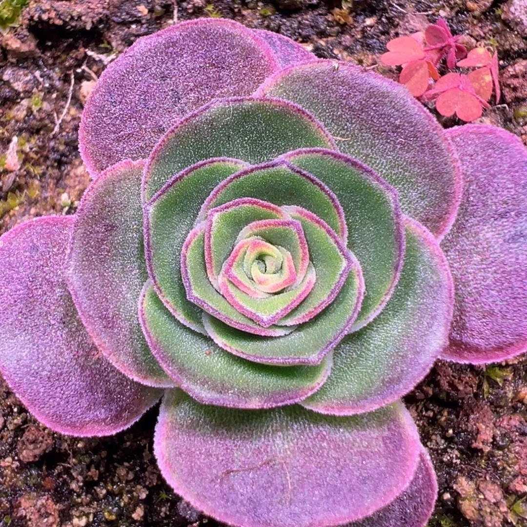 陈陈露妮915鎏绪微梦