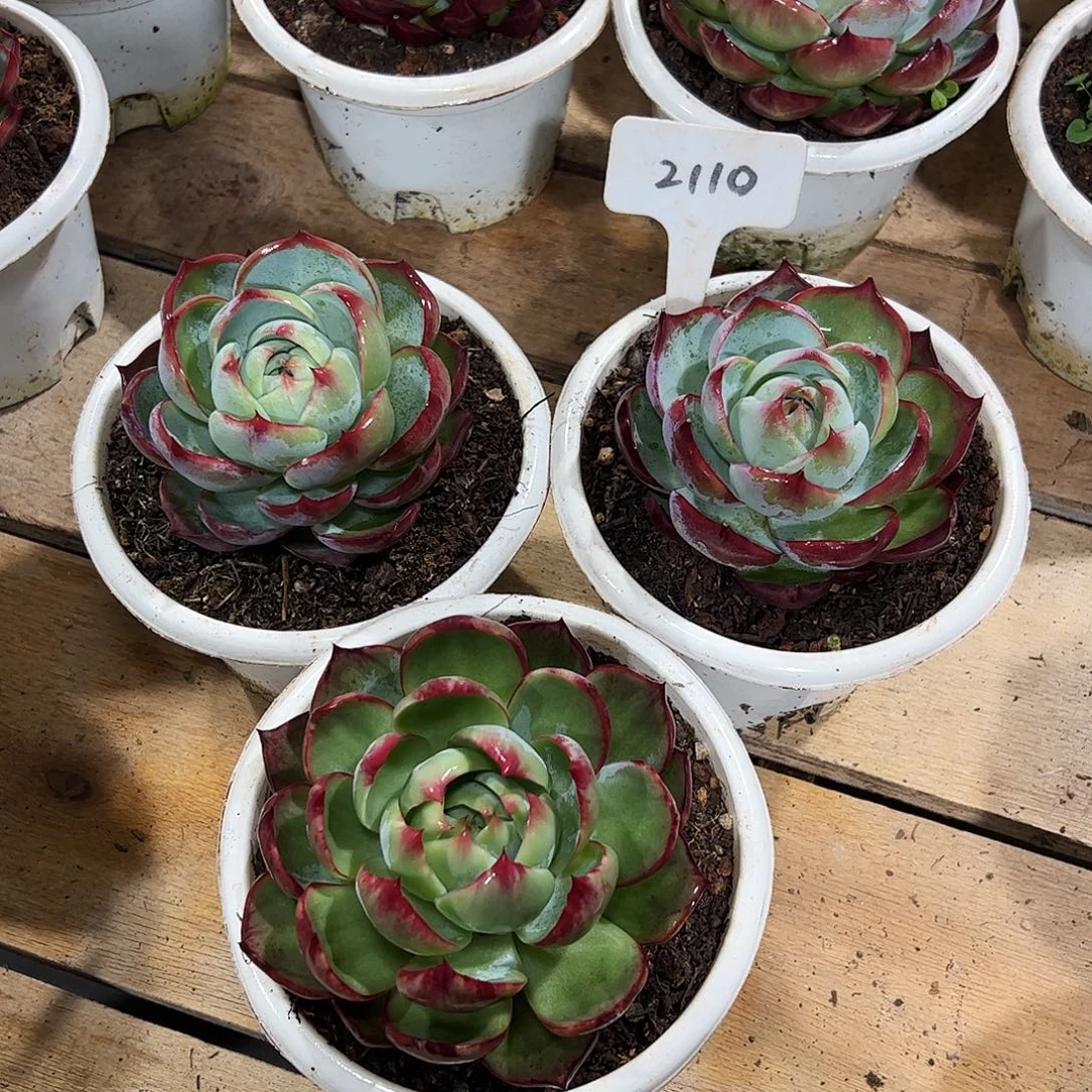 惊鸿仙子9公分左右三颗2110号