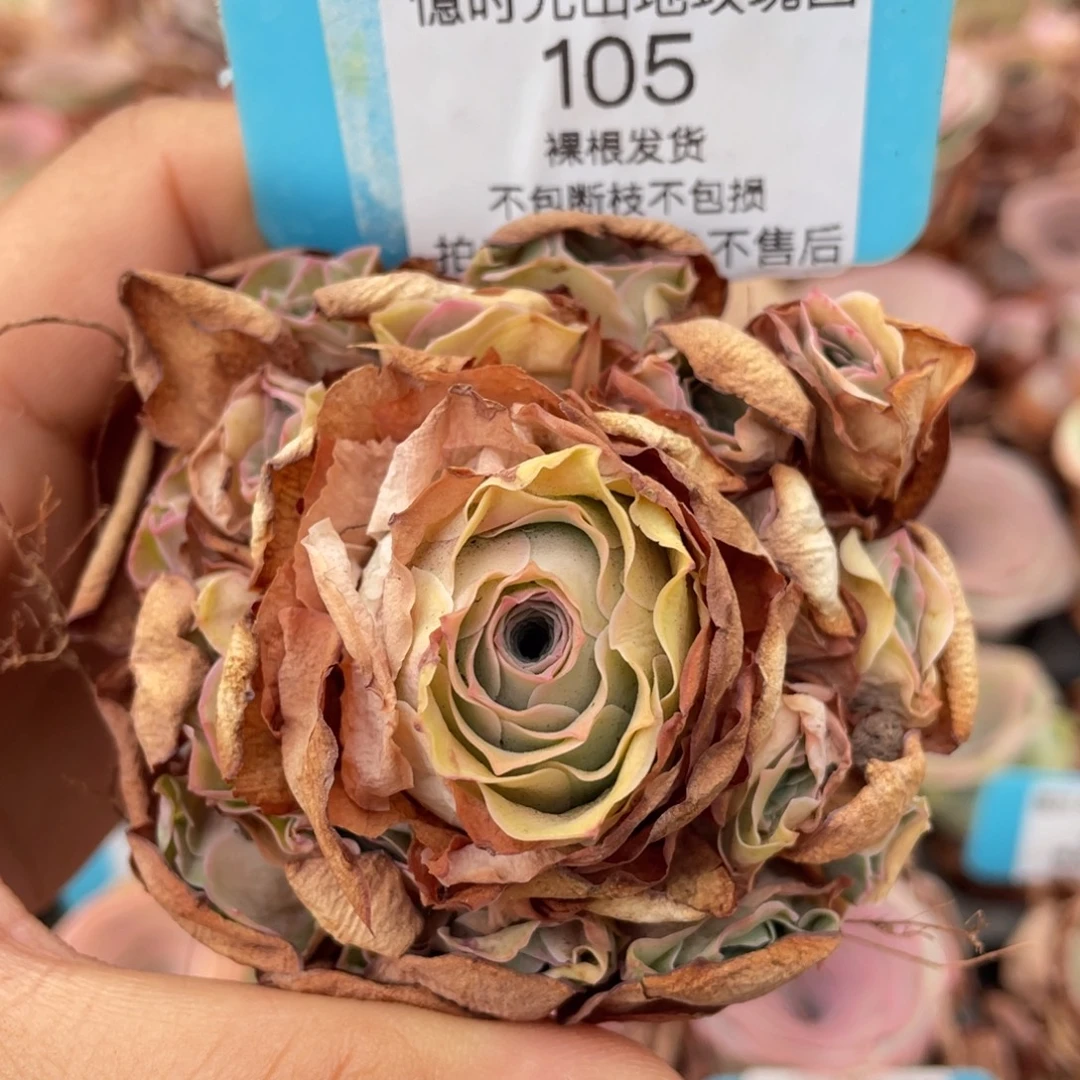 山地玫瑰105断枝不包损不售后