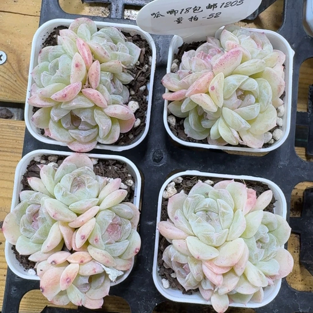 1205-052-粉色群生一颗量拍带盆土