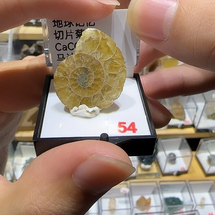 银S925菊石宝宝宝宝