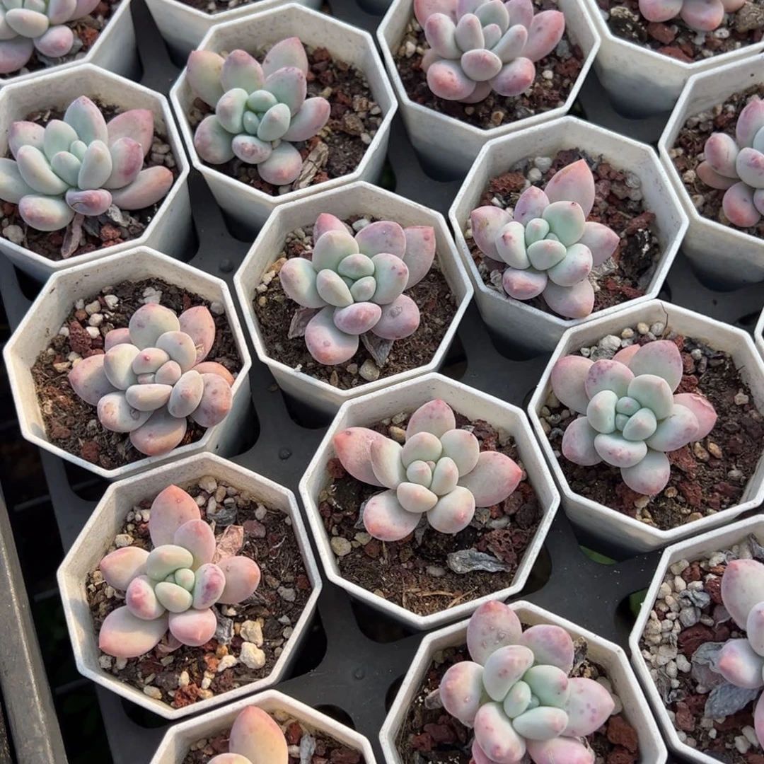 香水到手2颗量拍多肉满18元包邮下午发货