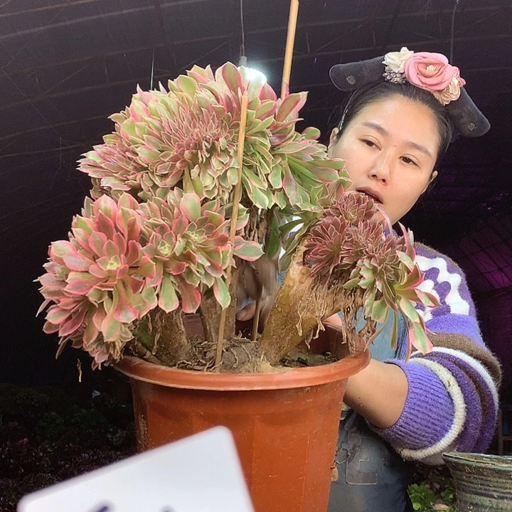 柒柒精品多肉脱土发货不包断侧枝T060