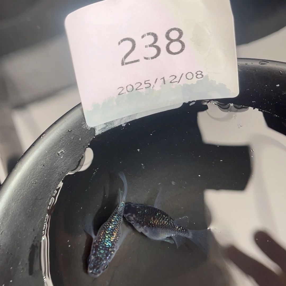 青鳉鱼238海王星球一对