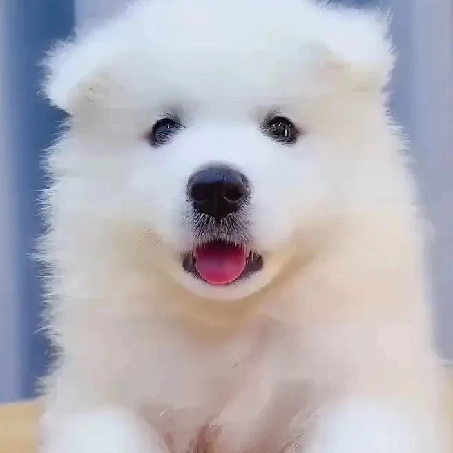 萨摩耶宠物活体狗狗