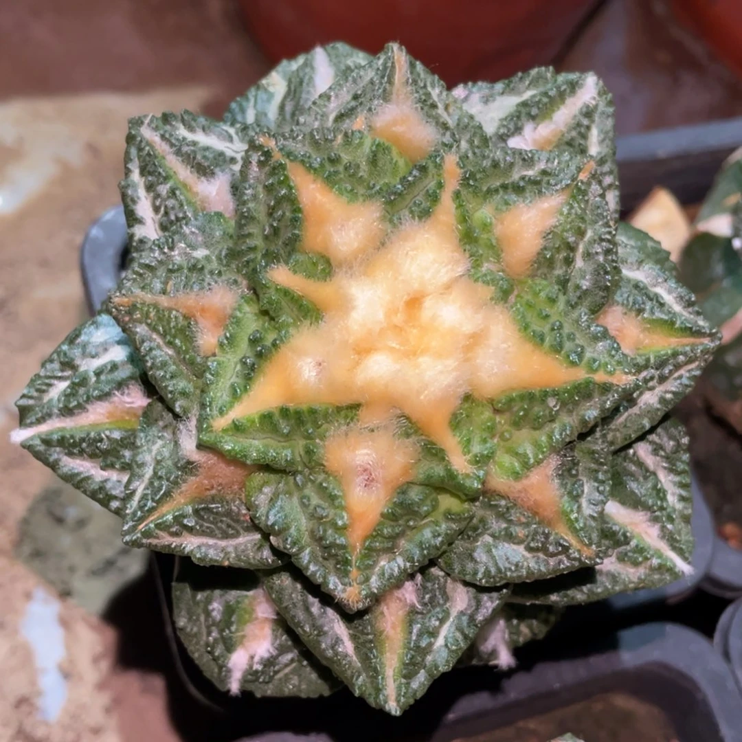 全部花朵金毛龟甲牡丹658