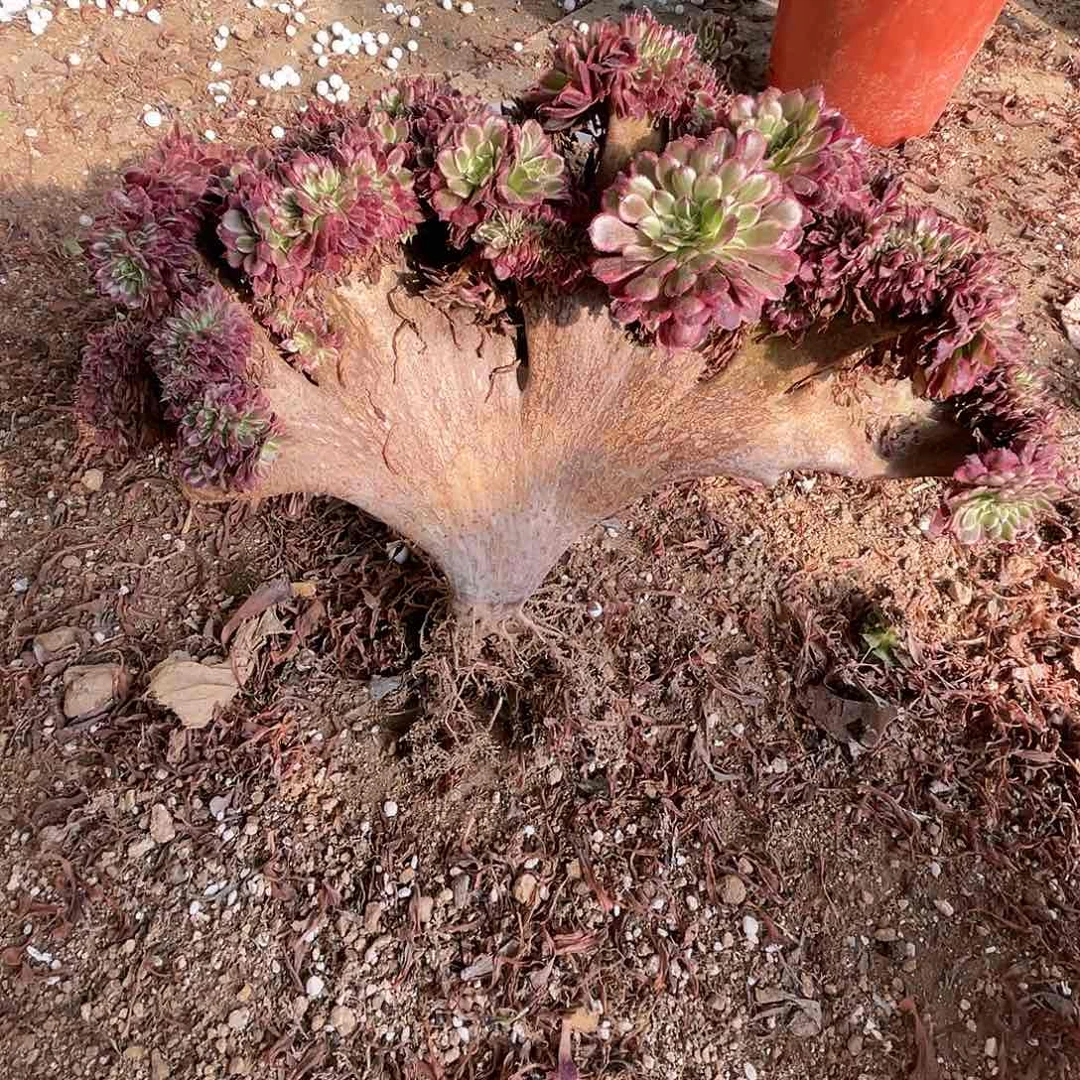 【闪购商品】无花朵清*?蕾丝水墨