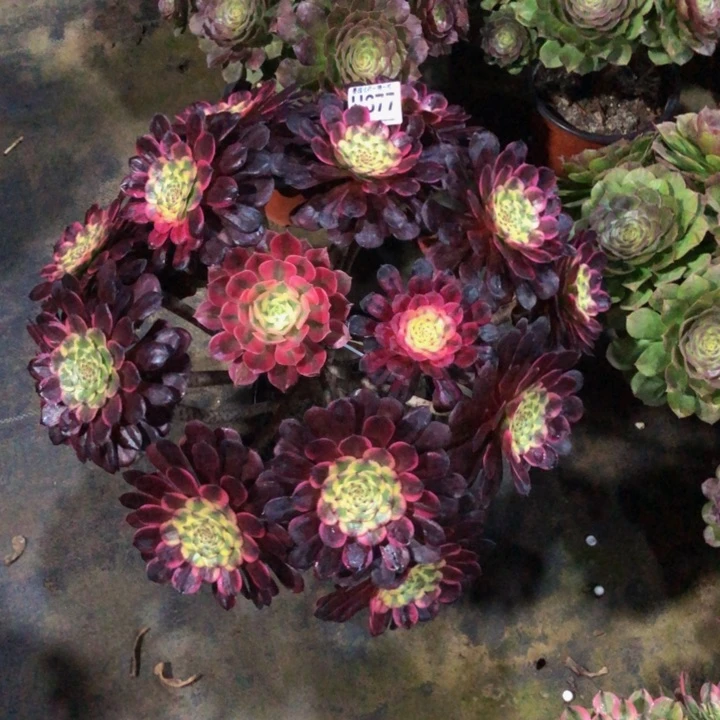 黑金钢多肉67770000000000