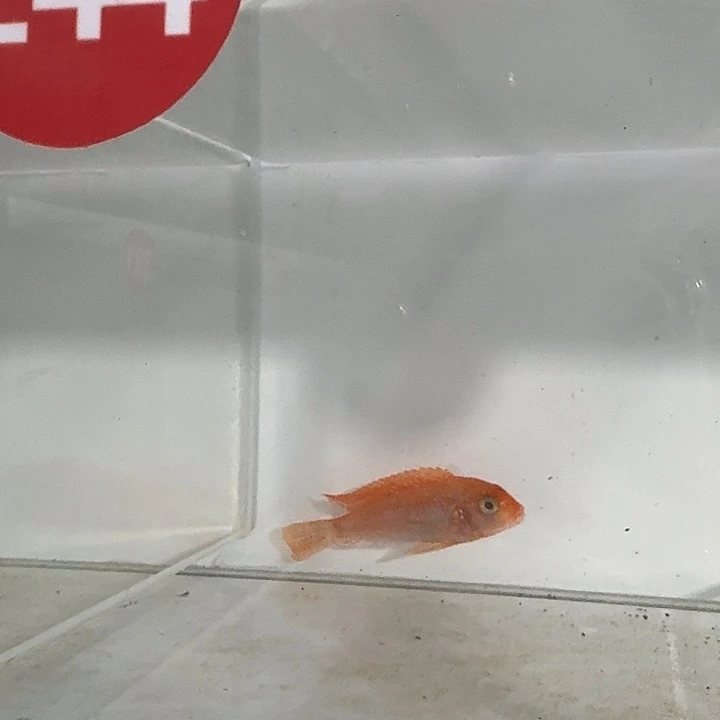 海水244号太阳花红鸡
