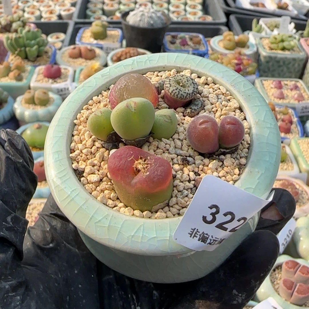 3227--一物一拍 带盆