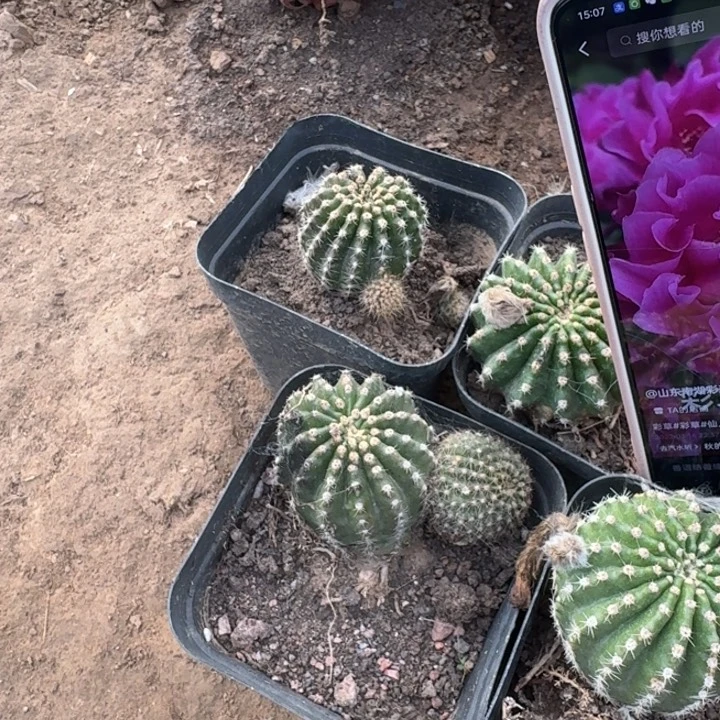 224彩草514-2嫣然歪4公分左右脱土发货斑，20包邮