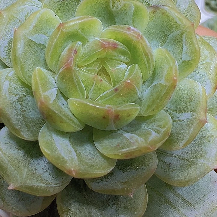 白恋19包邮多肉植物