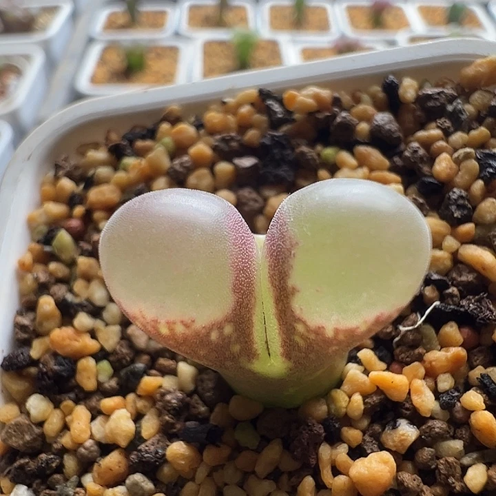 无花朵实生风铃玉3