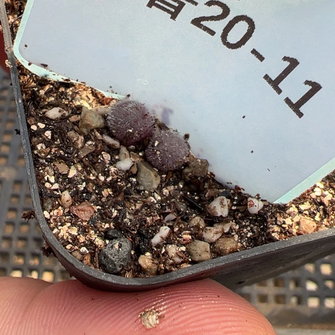 20-11毛球多肉植物，