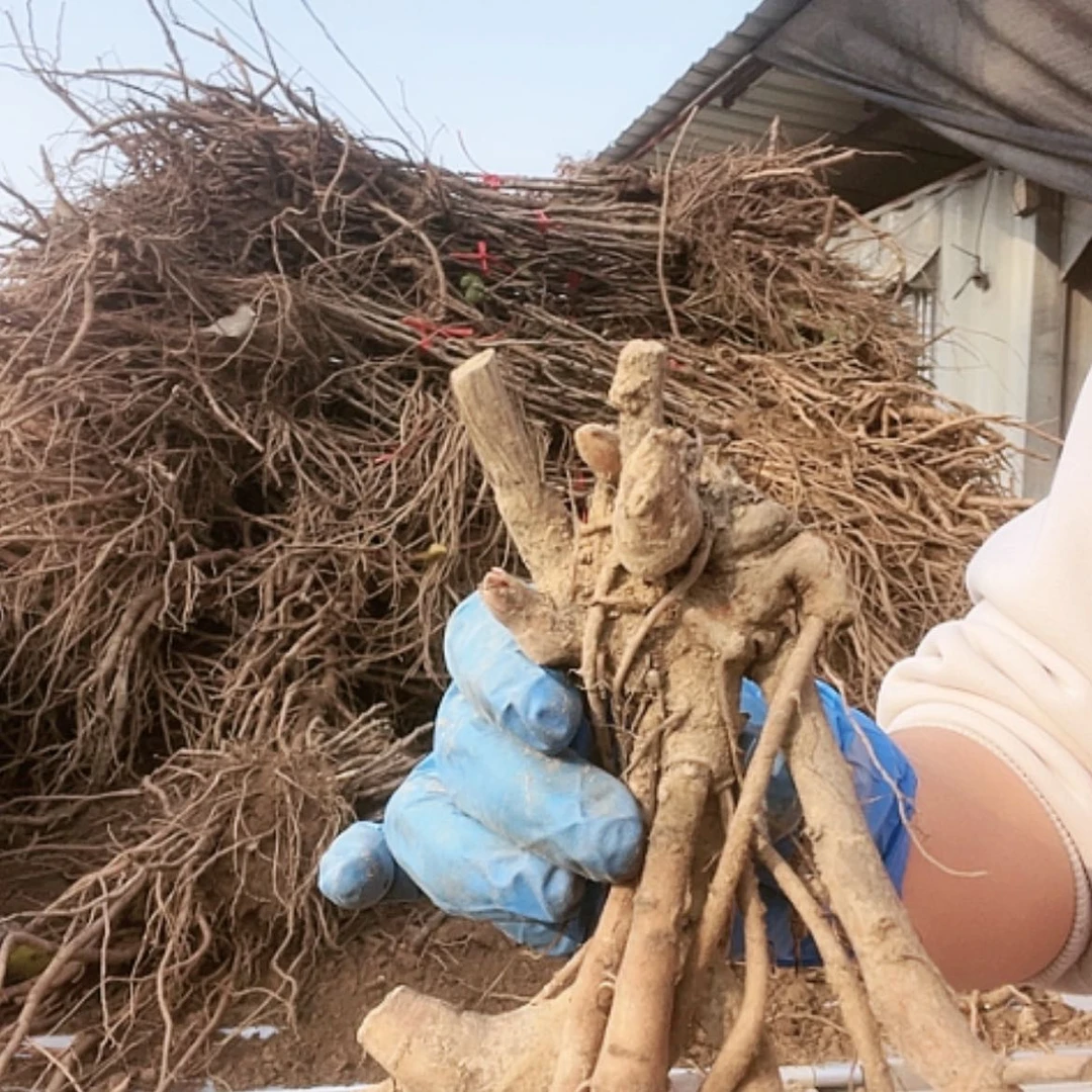 【闪购商品】完全开放红色魅力