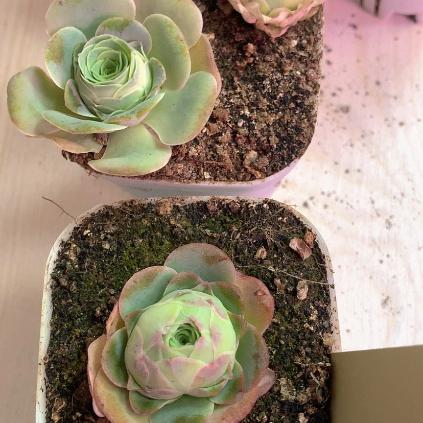 【闪购商品】yjj452