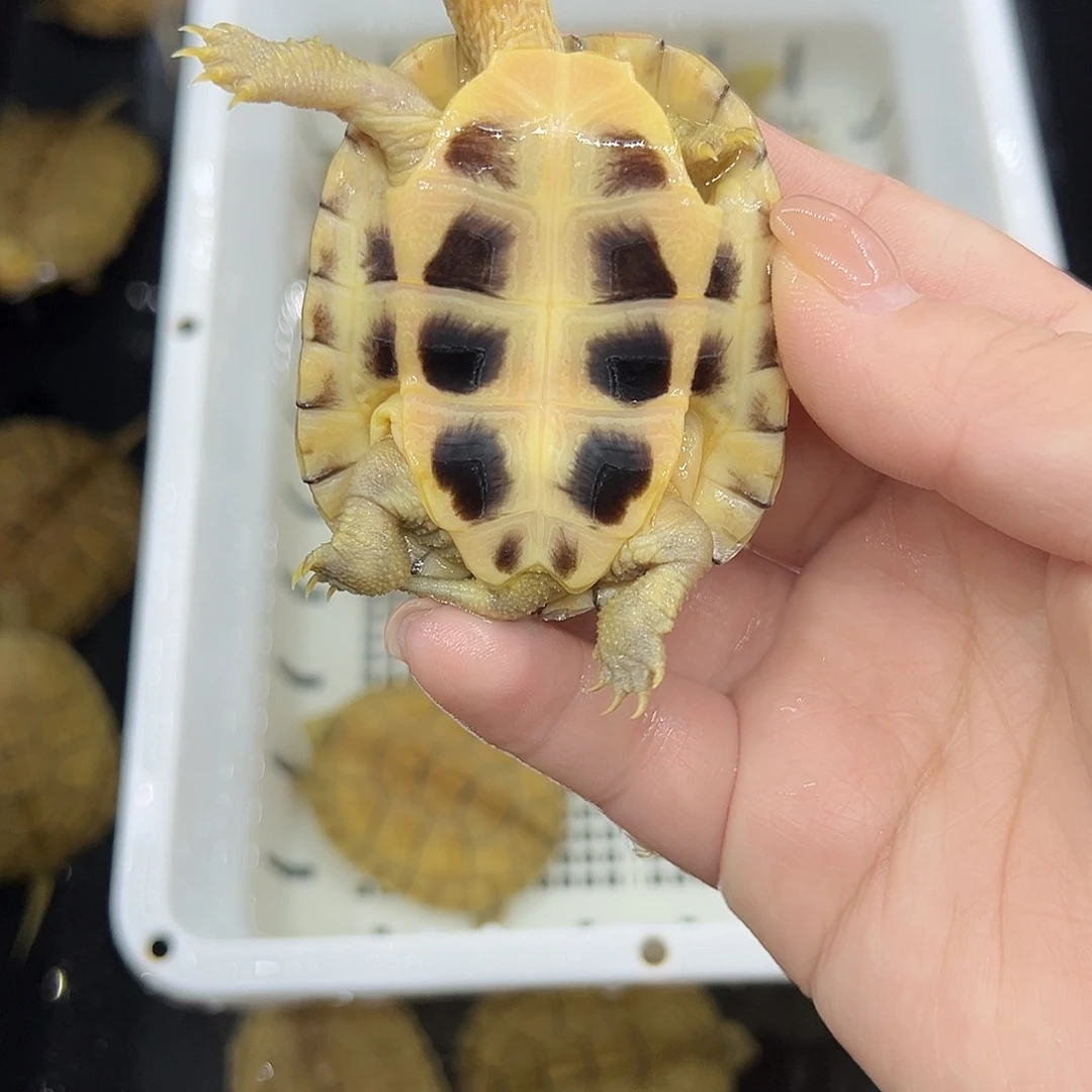 会***儿宠物龟不分公母小青