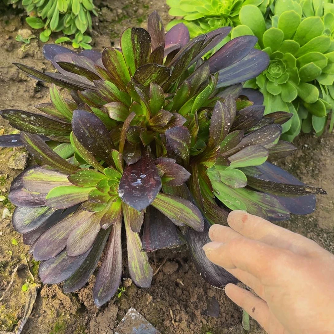 欧若拉多肉植物捧花10