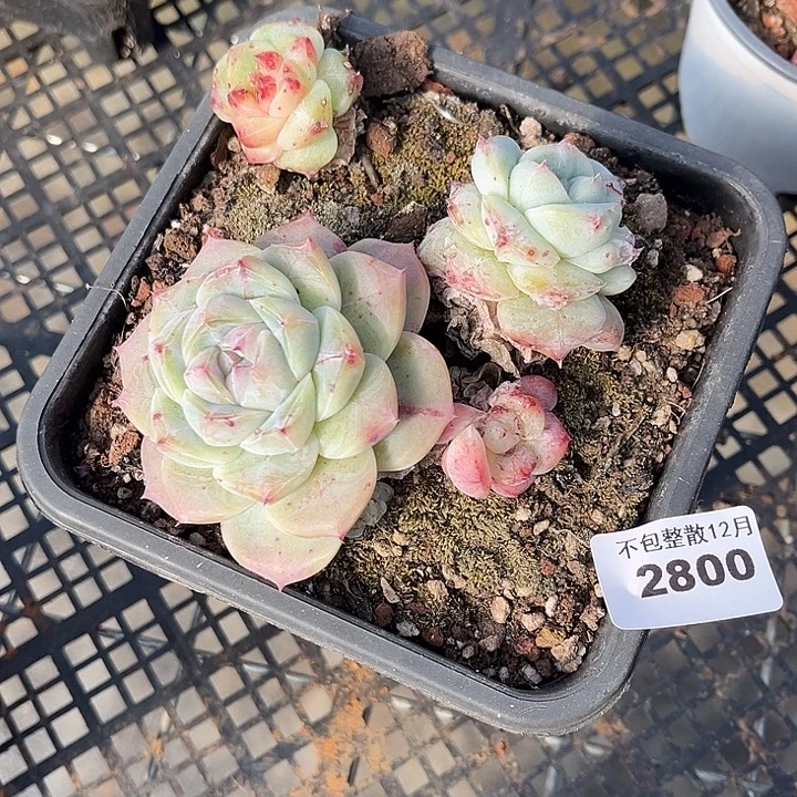 阿雅园艺。         2800佳人石化