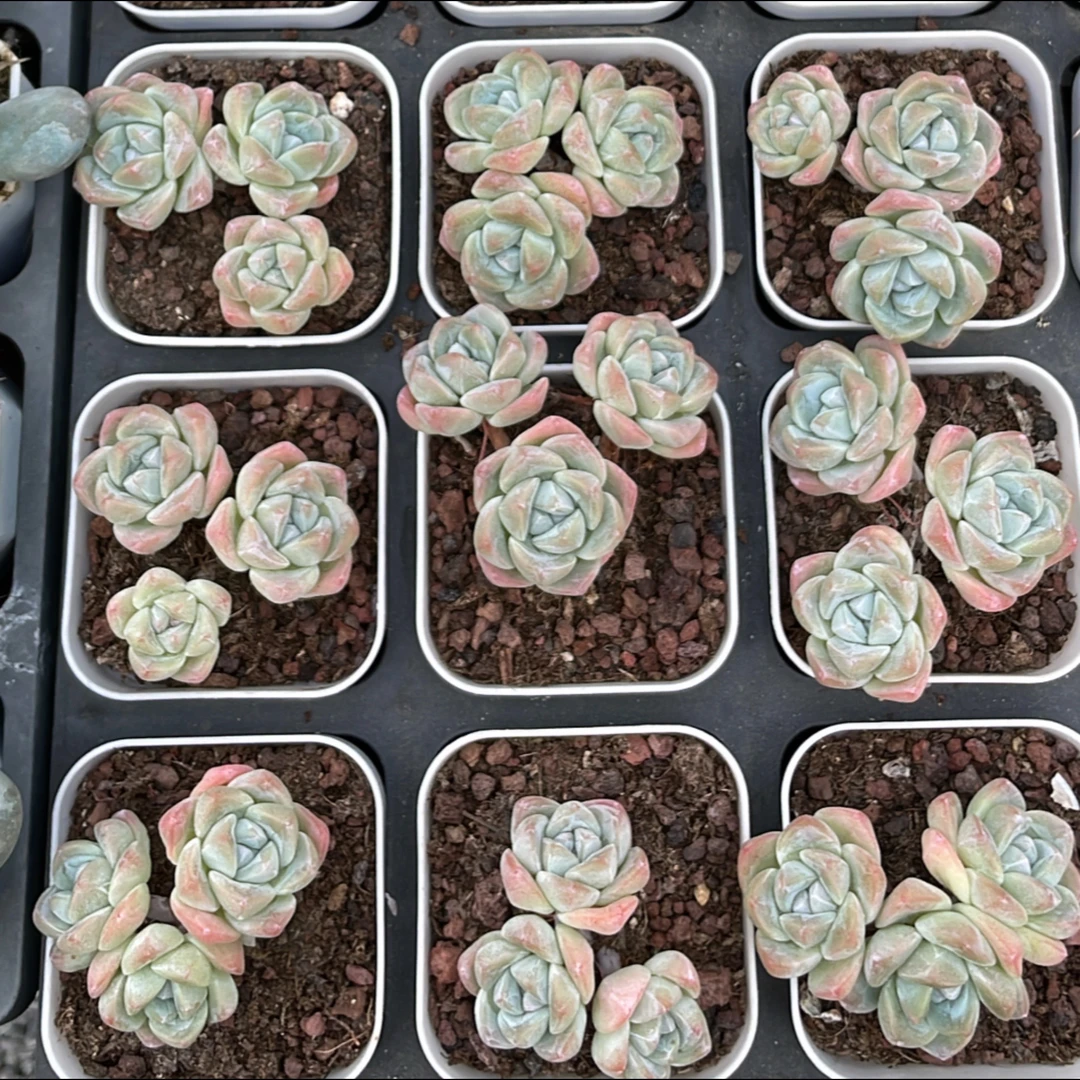 七方冰玉三头多肉(满15元包邮)