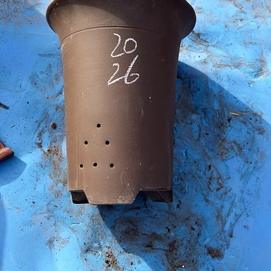 紫砂茶具一个月就过去找