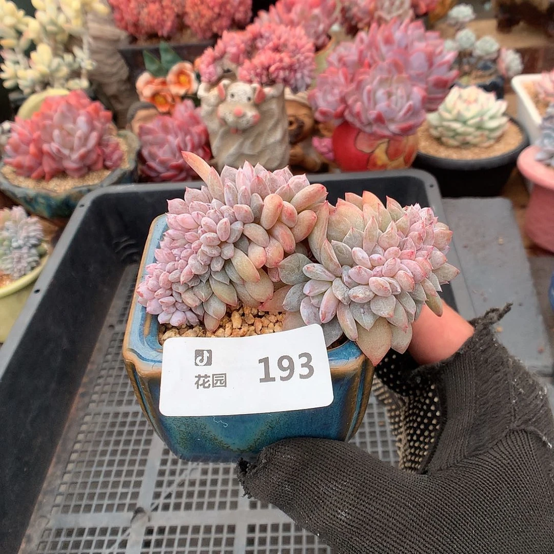 193星影綴化多肉植物6666