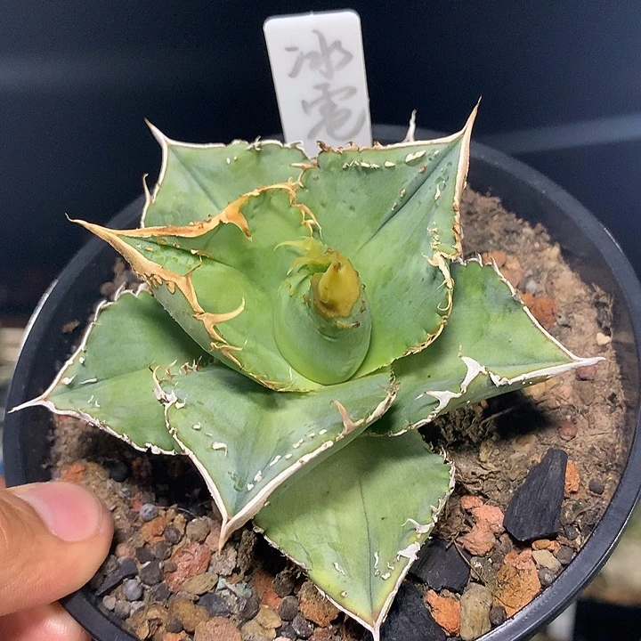 冰雹仁王冠，有内刺，有背刺