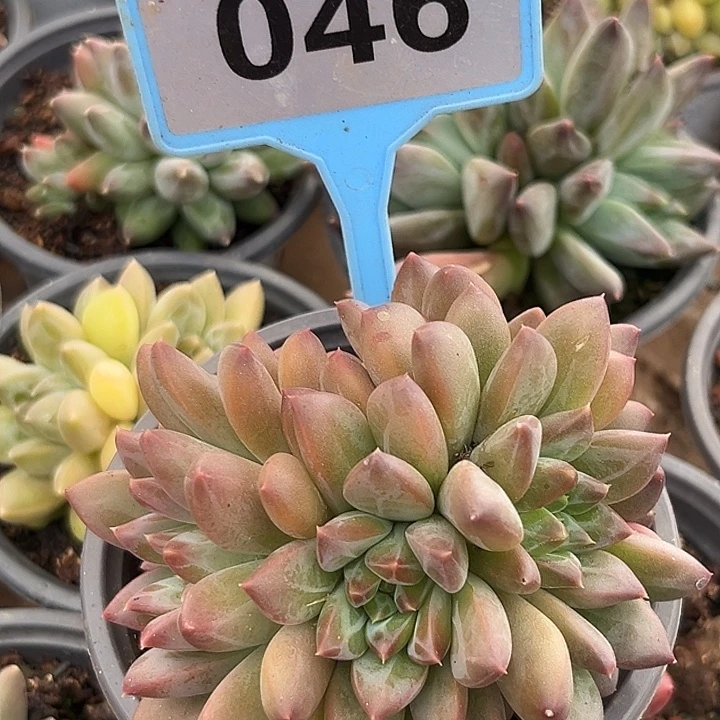 幻影一物一拍046.