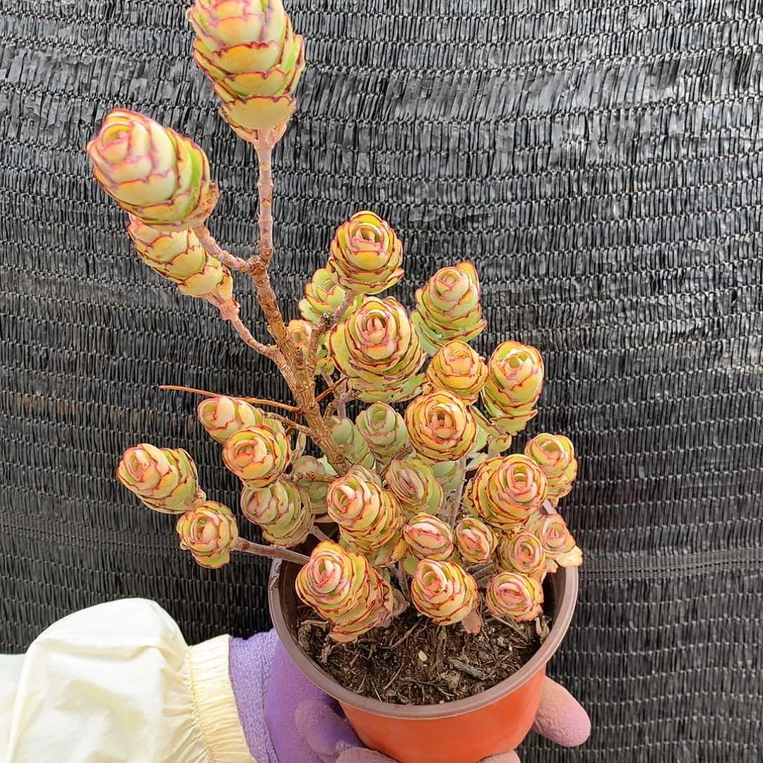 多肉植物推荐锦绣牡丹9.9