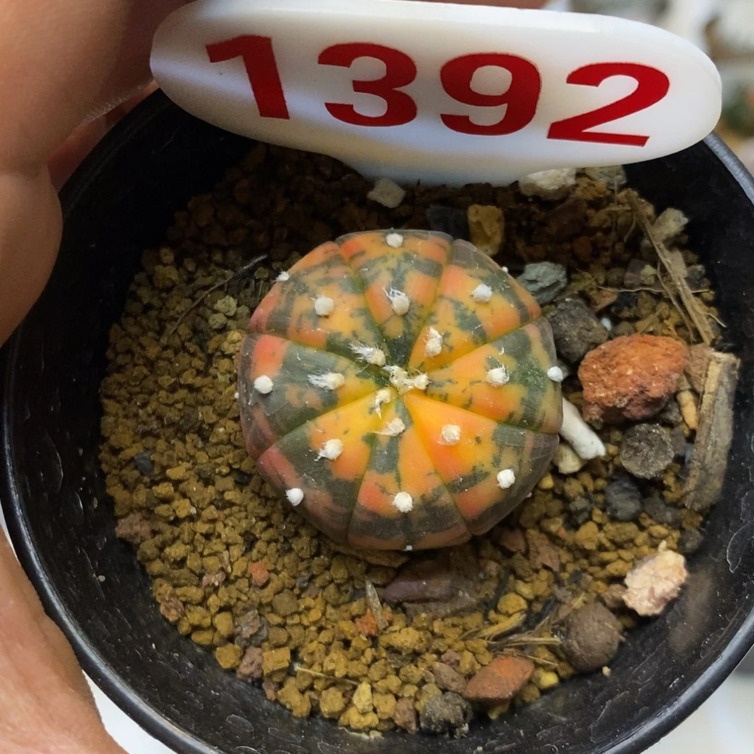 1392福利特特价来了我