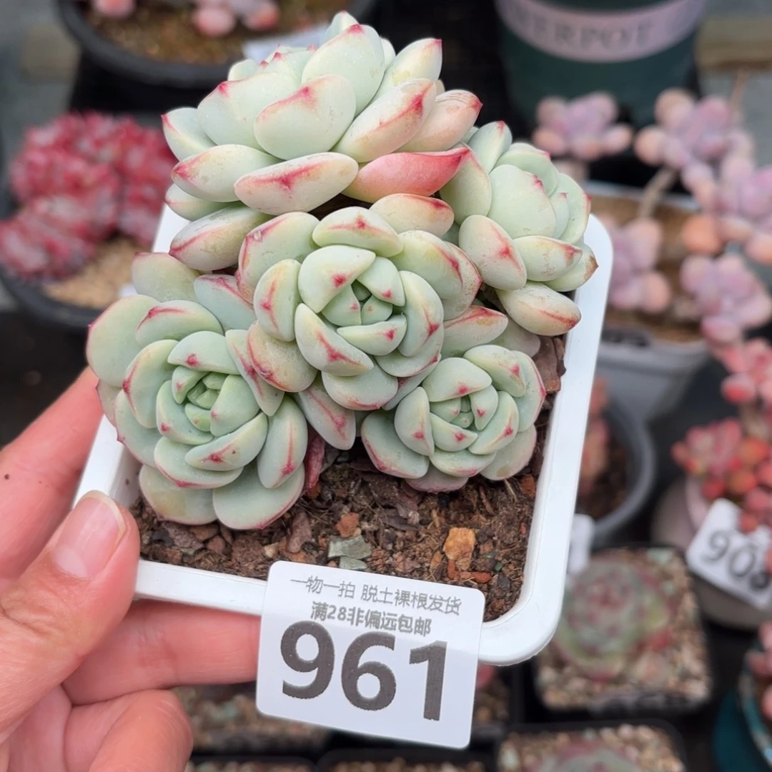 香草多肉无盆土发货