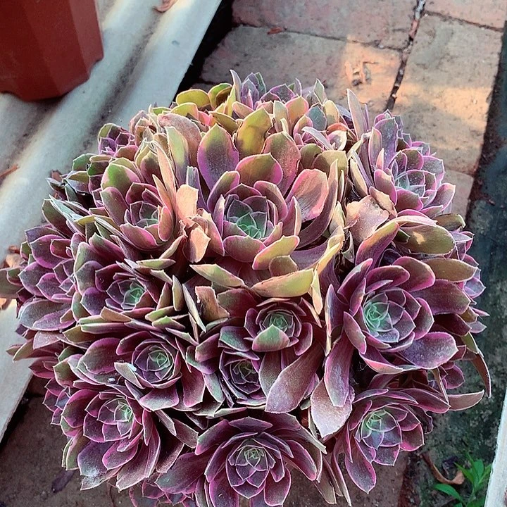 浣纱捧花，多肉植物