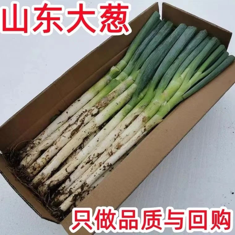 山东铁杆大葱毛葱带皮去半叶带根精品一级铁杆大葱
