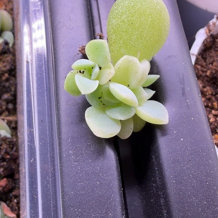 *****奶油财富密码4头啊