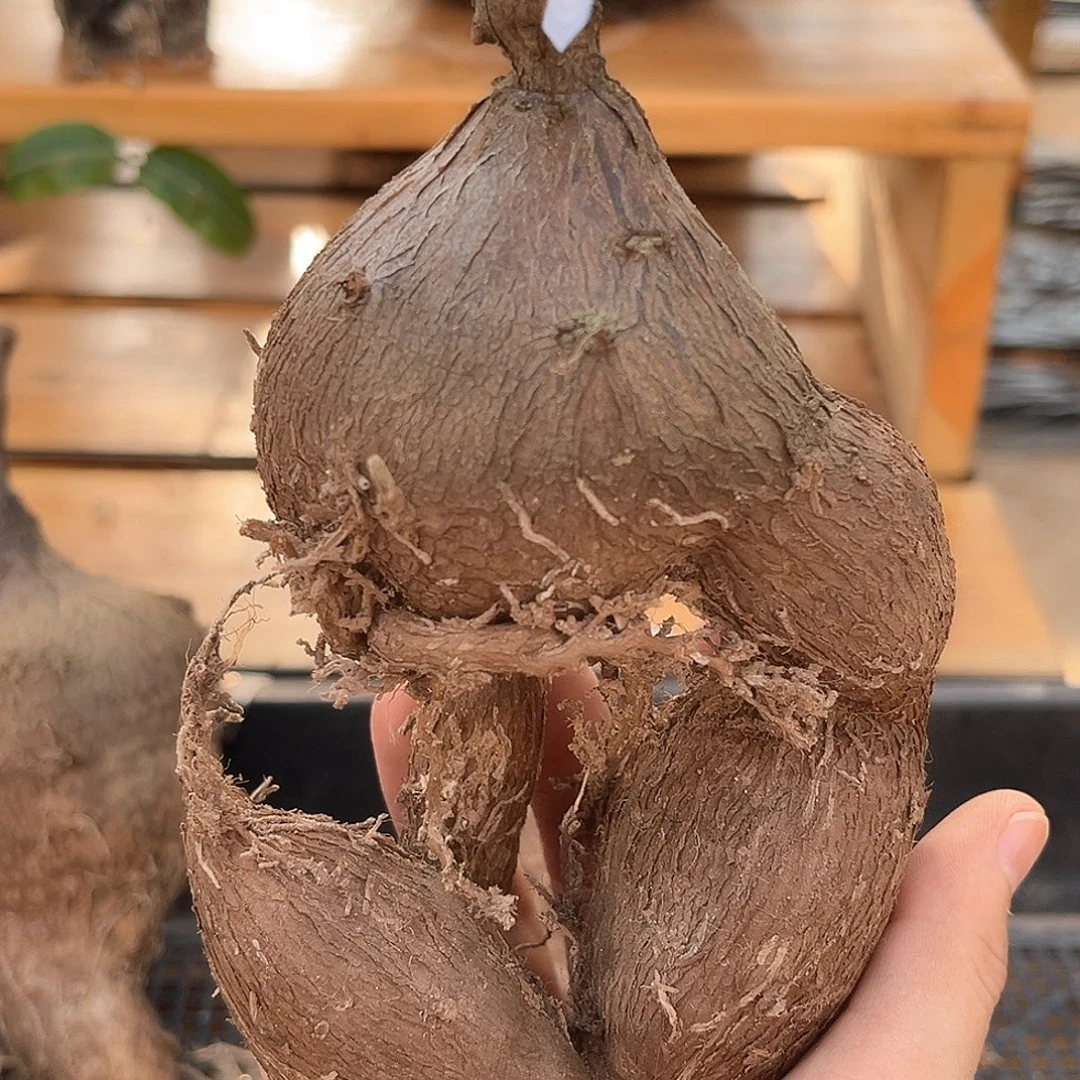 潮流植物紫背罗萝，怪桩