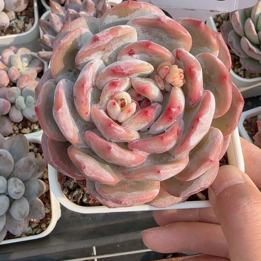 多肉植物1513………….