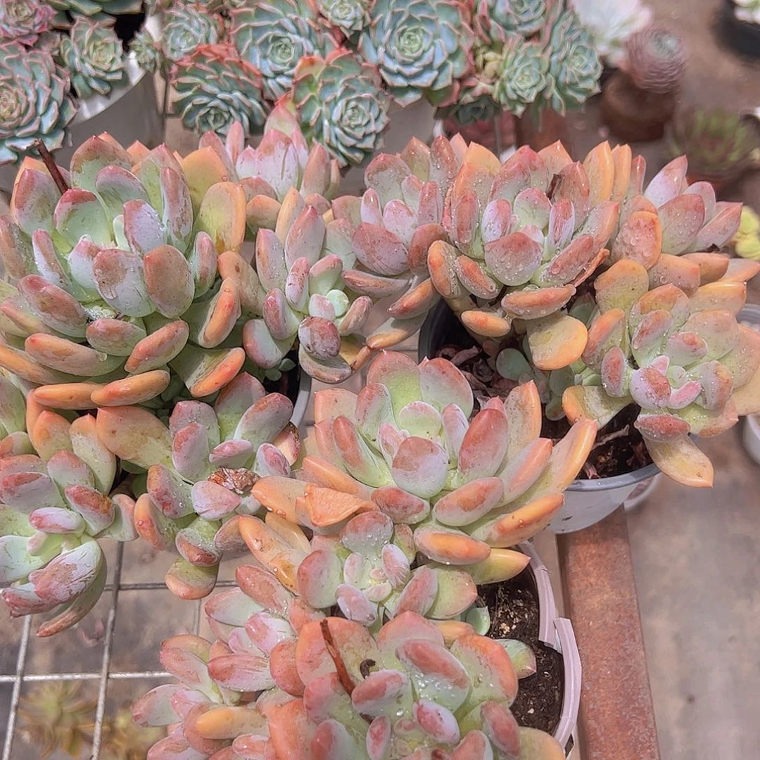 灰姑娘多头精控老桩三盆精品