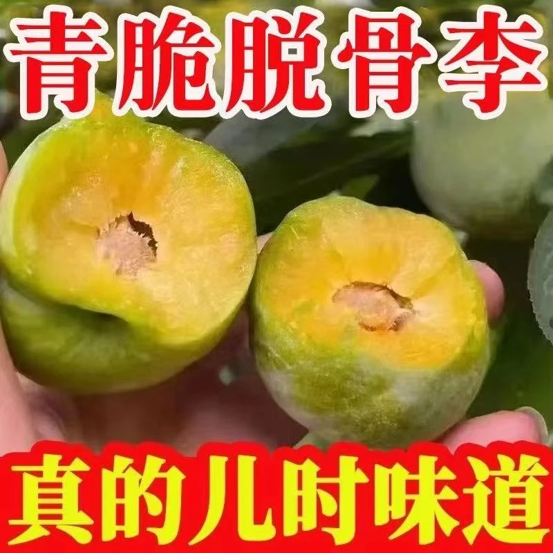 【脱骨李】ft正宗四川脱骨青脆李新鲜应季水果酸甜可口