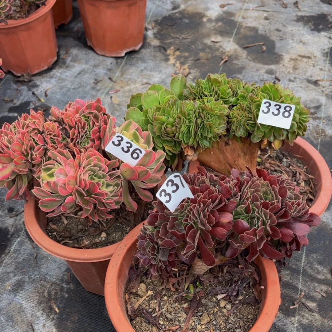 多肉植物缀化3颗336、337、338